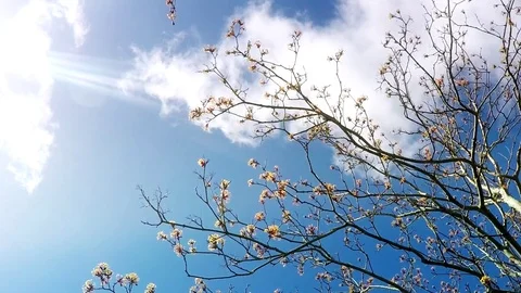 Sky view through blooming tree Stock Footage 77887250