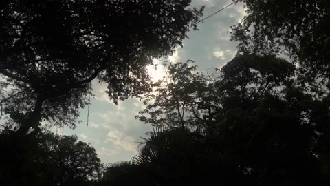 Sky view through the forest Stock Footage 141068893