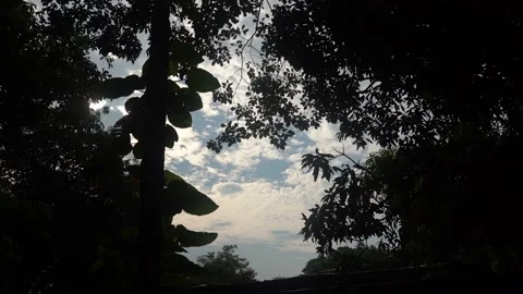 Sky view through the forest Stock Footage 141109721