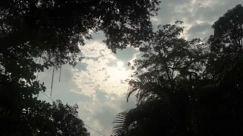 Sky view through the forest Stock Footage 141110737