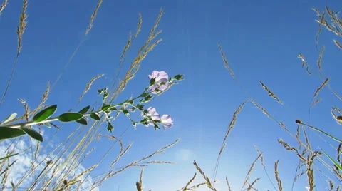 Sky View Through Grass In Wind HD Stock Footage 30238243