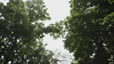 Sky View Through Green Maple Trees During the Day Stock Footage 300489829