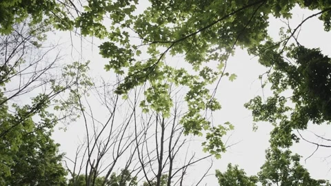 Sky View Through Green Maple Trees During the Day Stock Footage 300489873