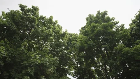Sky View Through Green Maple Trees During the Day Stock Footage 300491207