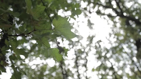 Sky View Through Green Maple Trees During the Day Video stock 300491853