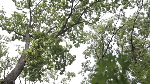 Sky View Through Green Oak Trees During the Day Stock Footage 300491822
