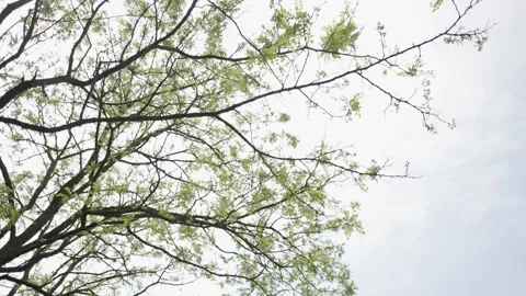 Sky View Through Tree Branches Video stock 300490715
