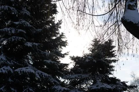 Sky view through tree branches Foto stock