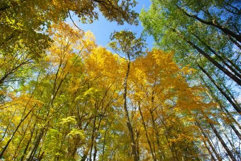 Sky view through the trees of a forest in autumn. 스톡 사진