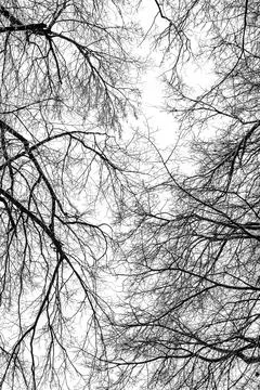 Sky view of tree branches Stock Photos