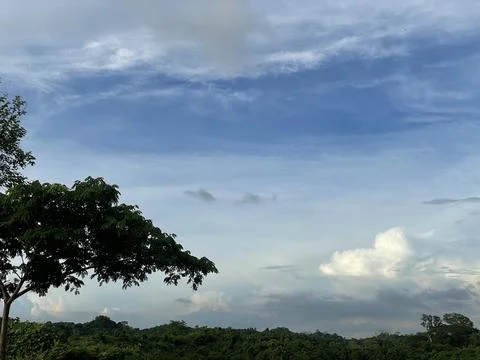 Sky View with tree – Clear Blue Atmosphere with Cloud Formations 写真素材