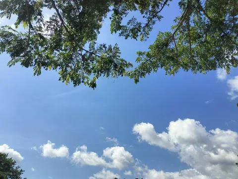 Sky view with tree leaf patterns Stock Photos