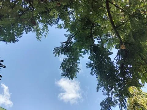 Sky view with tree leaf patterns Stock Photos