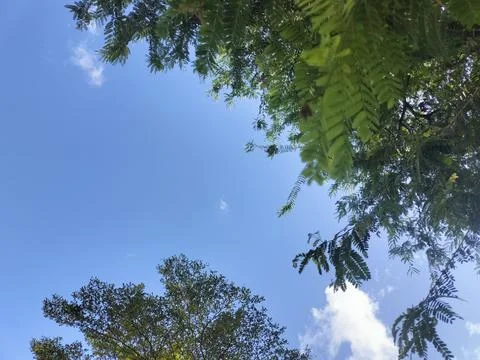 Sky view with tree leaf patterns Stock Photos