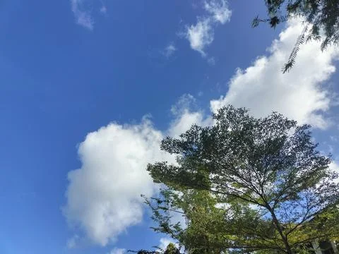 Sky view with tree leaf patterns Stock Photos