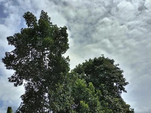 Sky view with tree leaf patterns Stock Photos
