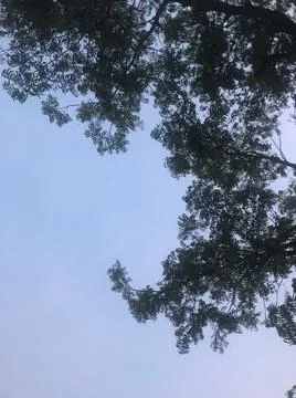 Sky view with tree stem Stock Photos