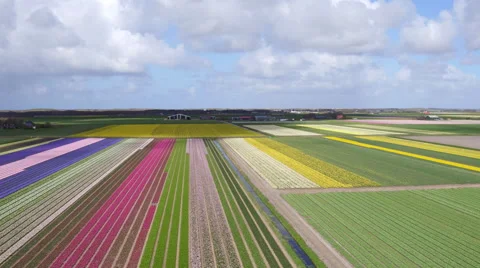 Sky view on tulips field Stock Footage 63443227