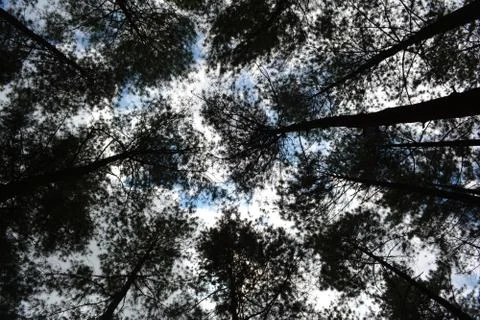 Sky view from under pine leaf 写真素材