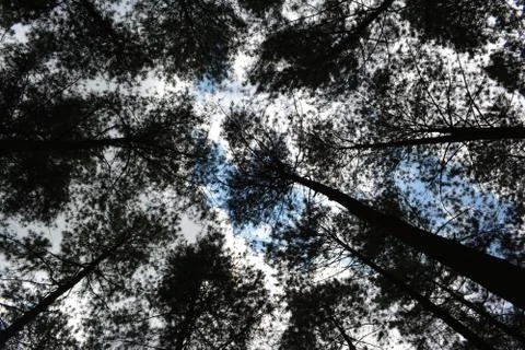 Sky view from under pine tree 写真素材