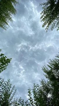 Sky viewed from forest with tall trees and clouds Stock Photos