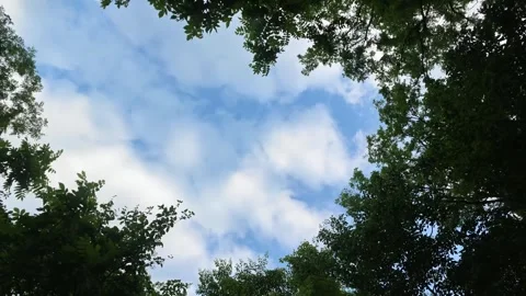 Sky visible through green tree branches Stock Footage 340919162