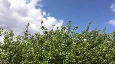 Sky with white clouds, Branch of a green tree on a background of blue sky Stock Footage 147104865
