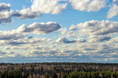 Sky with white fluffy clouds above a mixed forest Stock Photos