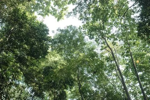 Sky Window Between Lush Tropical Tree Crowns Stock Photos