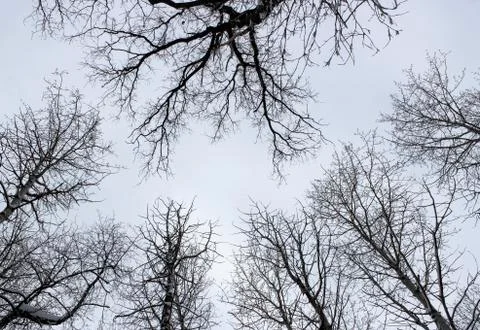 The sky in the winter forest Stock Photos