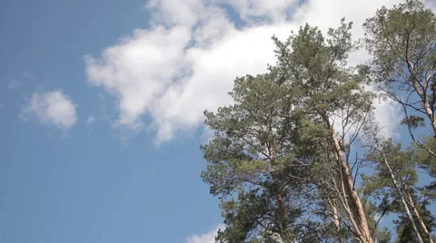 The sky in the woods Stock Footage 62178282