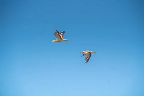 Skybound Pair: Two Eurasian Stone-curlew Birds Soaring in the Sky Stock Photos