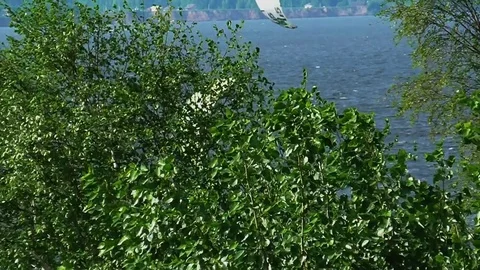 Skydiver Stock-Footage 75408742