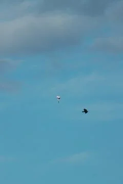 A skydiver soars in the sky at the same time as a black raven in flight Foto stock