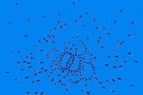 Skydiving Stock Photos