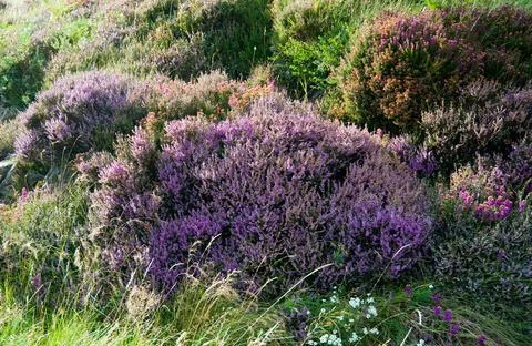 Skye heather Stock Photos