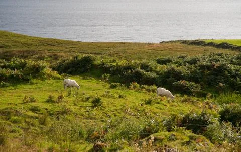 Skye sheep Stock Photos