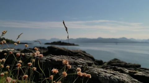 Skye thrift blowing in the breeze with soft mountain background, 4K Stock Footage 245305118