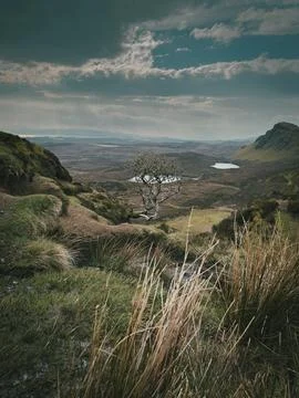 The Skye Tree Stock Photos