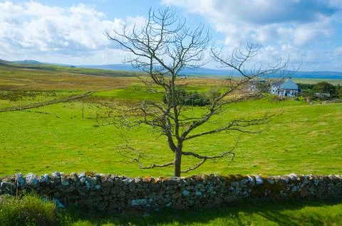 Skye tree Stockfoto's