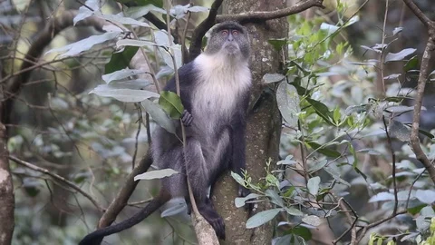 Skyes monkey in the trees looking for food Stock Footage 129938976