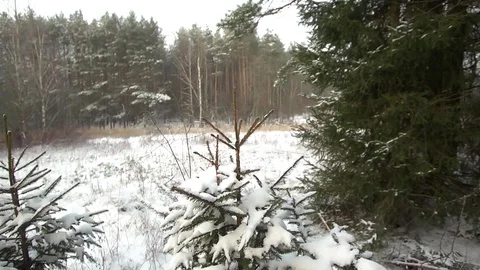 Skying in the winter woods Stock Footage 85464006