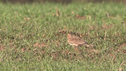 Skylark - Alauda arvensis - in springtime Stock Footage