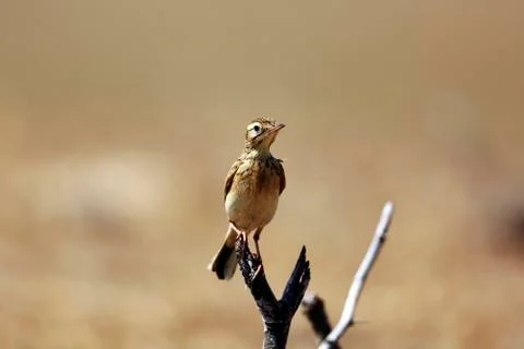 Skylark bird Fotos de archivo