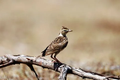 Skylark bird Fotos de archivo
