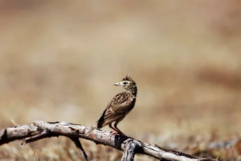Skylark bird Foto stock