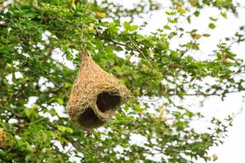 Skylark nests Stock Photos
