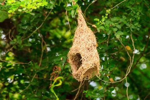 Skylark nests Foto stock