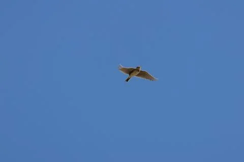 Skylark singing in flight Stock Photos