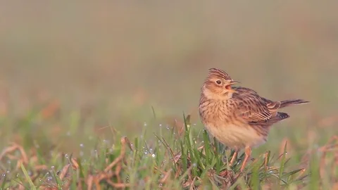 Skylark. Singing male on the grass. Stock Footage